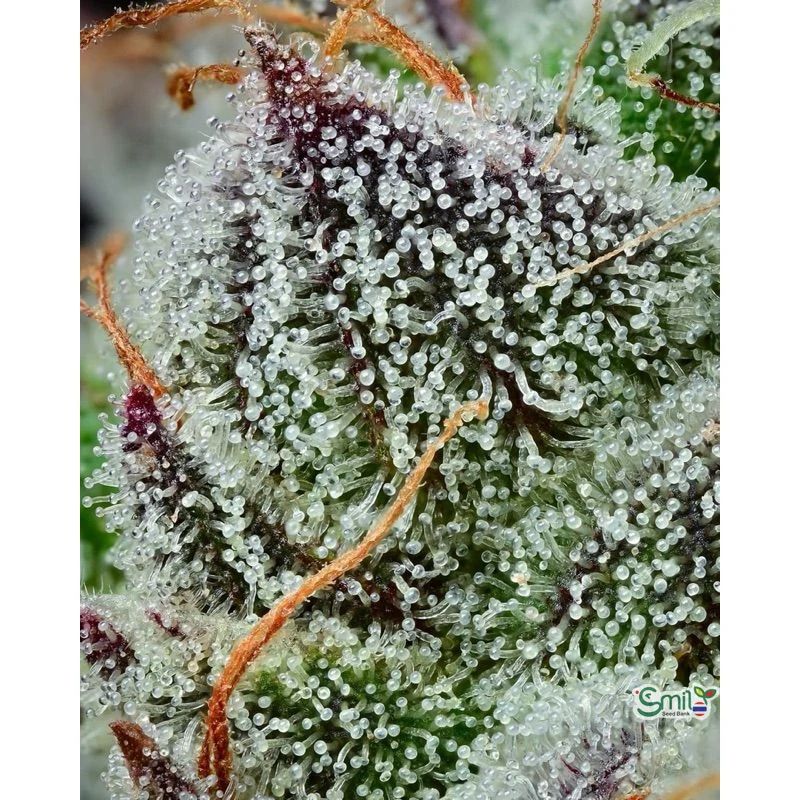 Black Cherry Gushers — 5