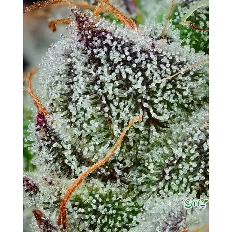 Black Cherry Gushers — 5