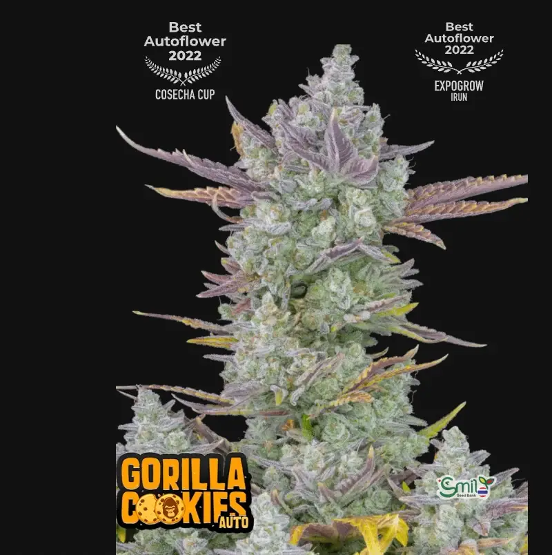 Gorilla Cookies Auto — 1