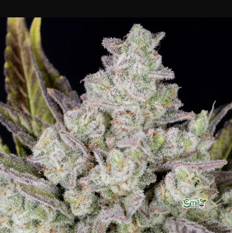Gorilla Cookies Auto — 2