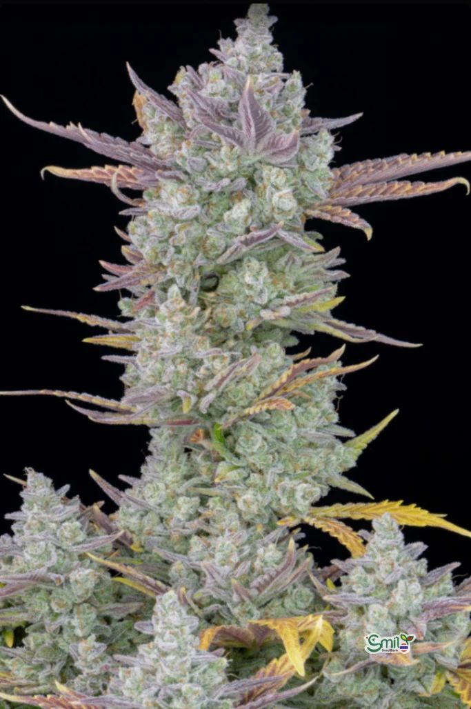 Gorilla Cookies Auto — 3