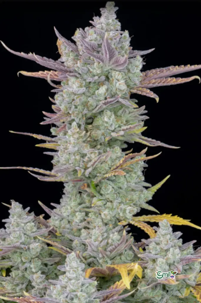 Gorilla Cookies Auto — 3