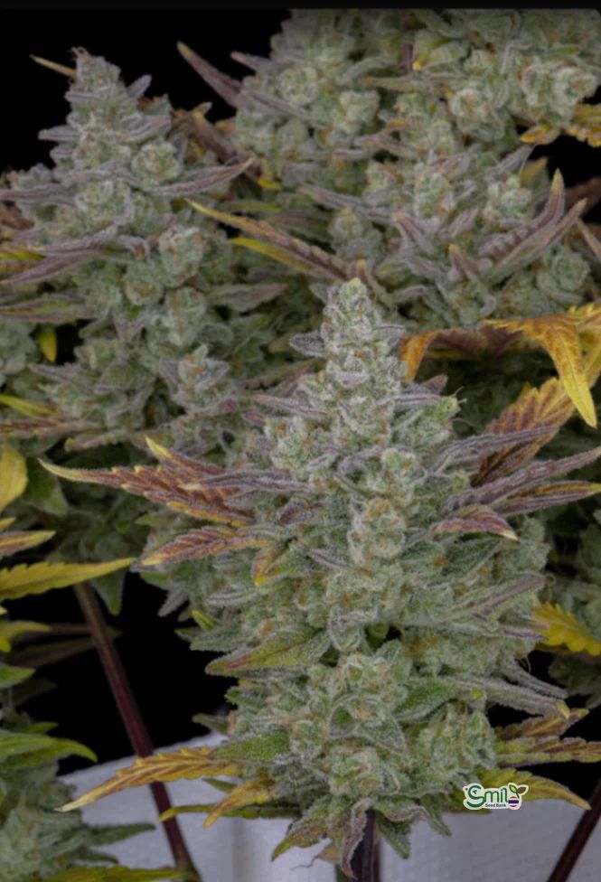 Gorilla Cookies Auto — 4