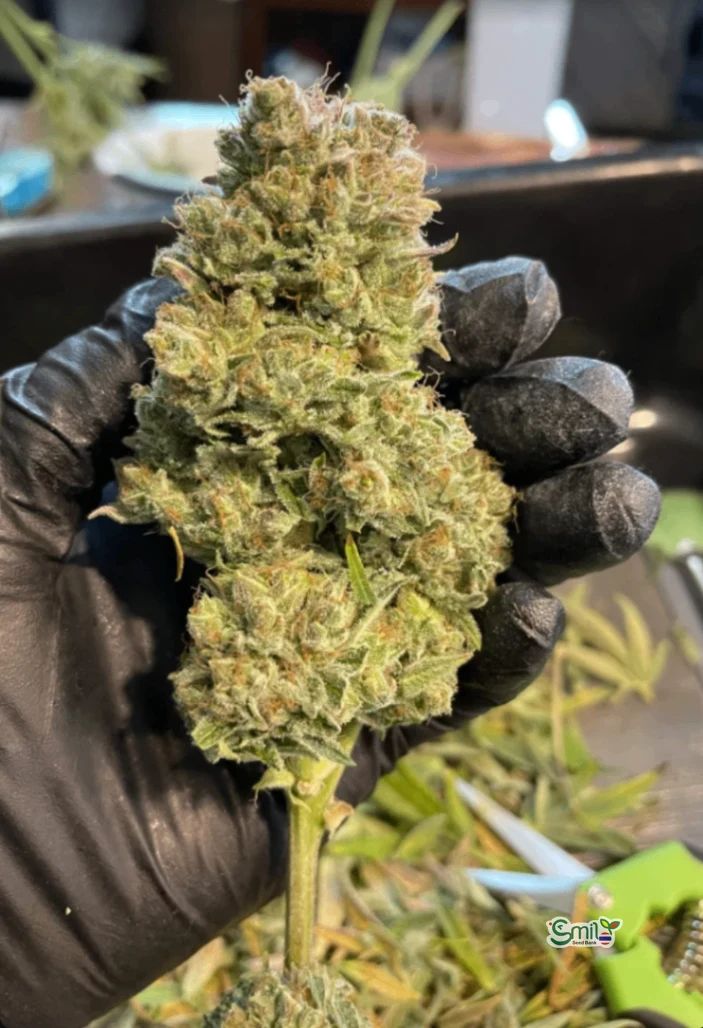 Gorilla Cookies Auto — 5