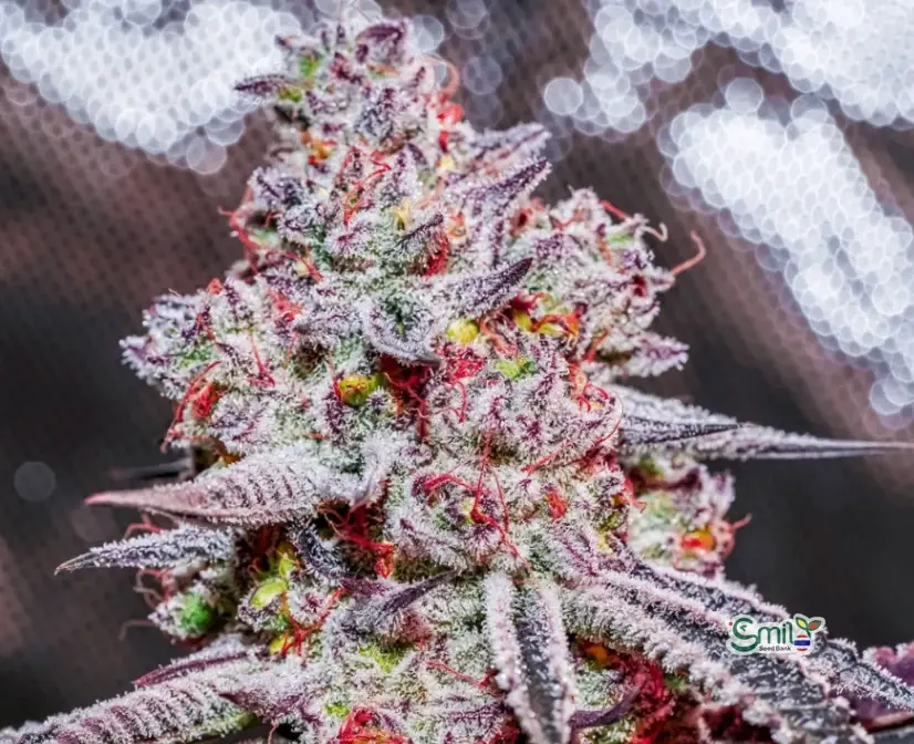 Candy Land V2 S1 — 4