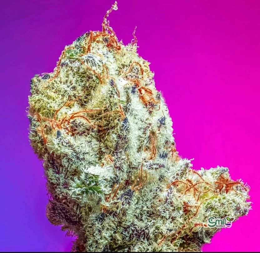 G-Licious S1
