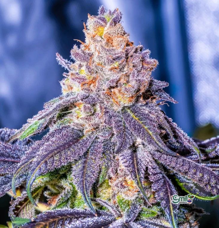 Frosted Melons S1