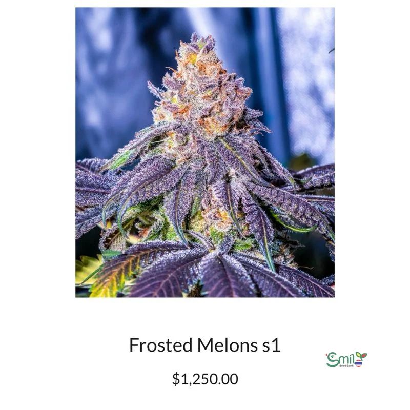 Frosted Melons S1 — 3