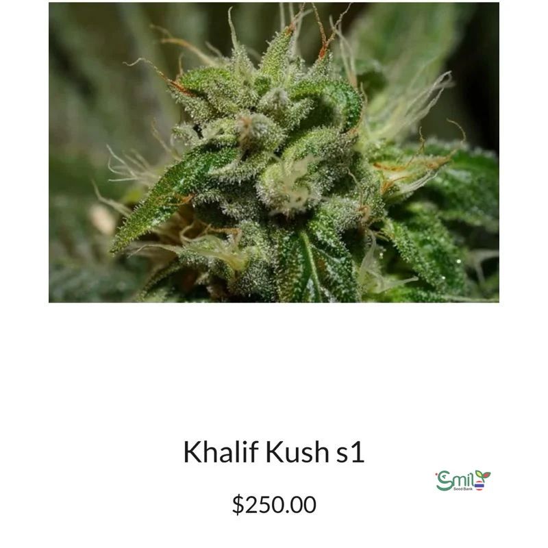 Khalifa Kush S1 — 4