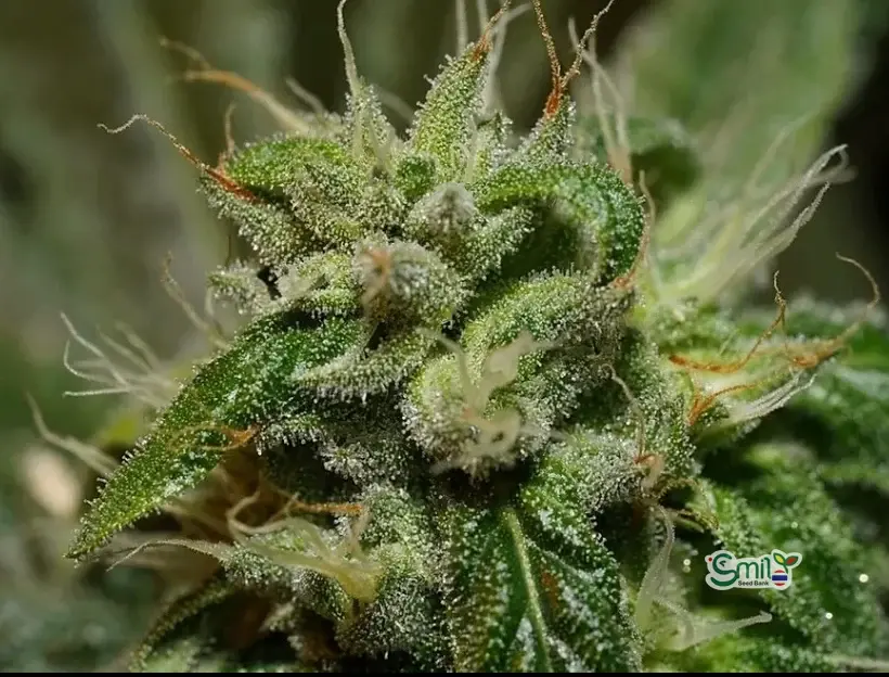 Khalifa Kush S1 — 5