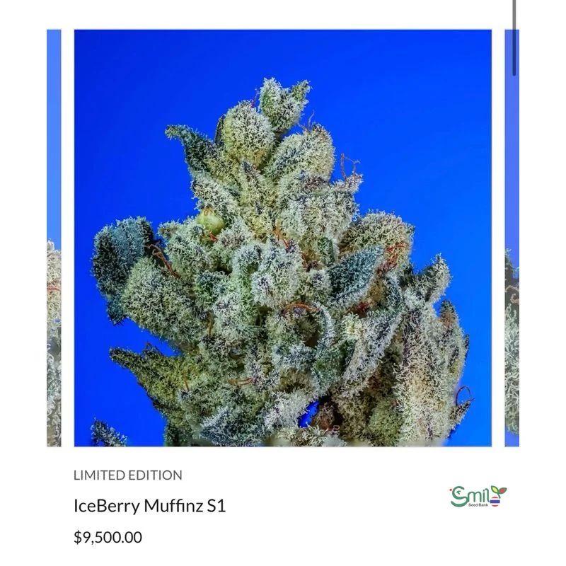 Ice Berry Muffin — 4