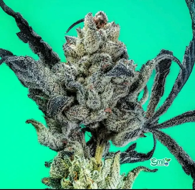 Lemonade Gelato s1 — 4