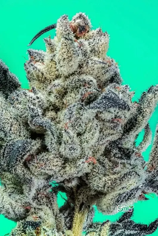 Lemonade Gelato s1 — 1