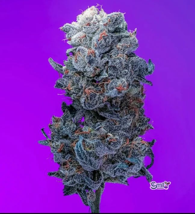 Blue Suede S1 — 4