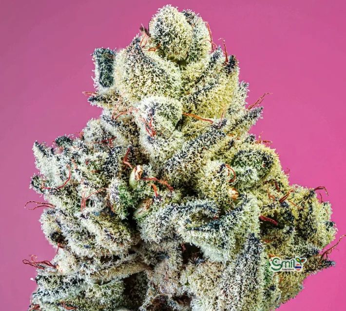 Diamond Diesel S1 — 4