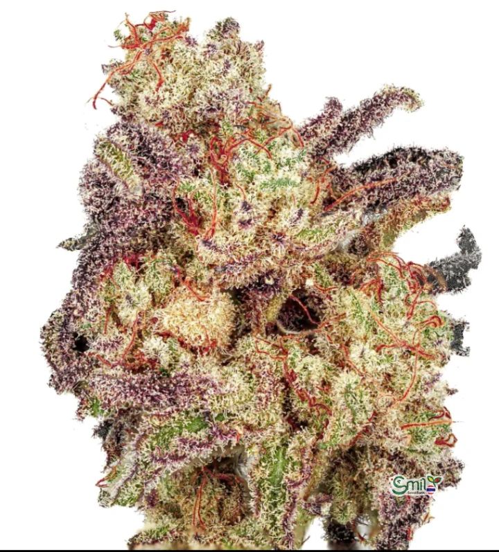 GiGi’s Snowberry Swirl S1 — 3