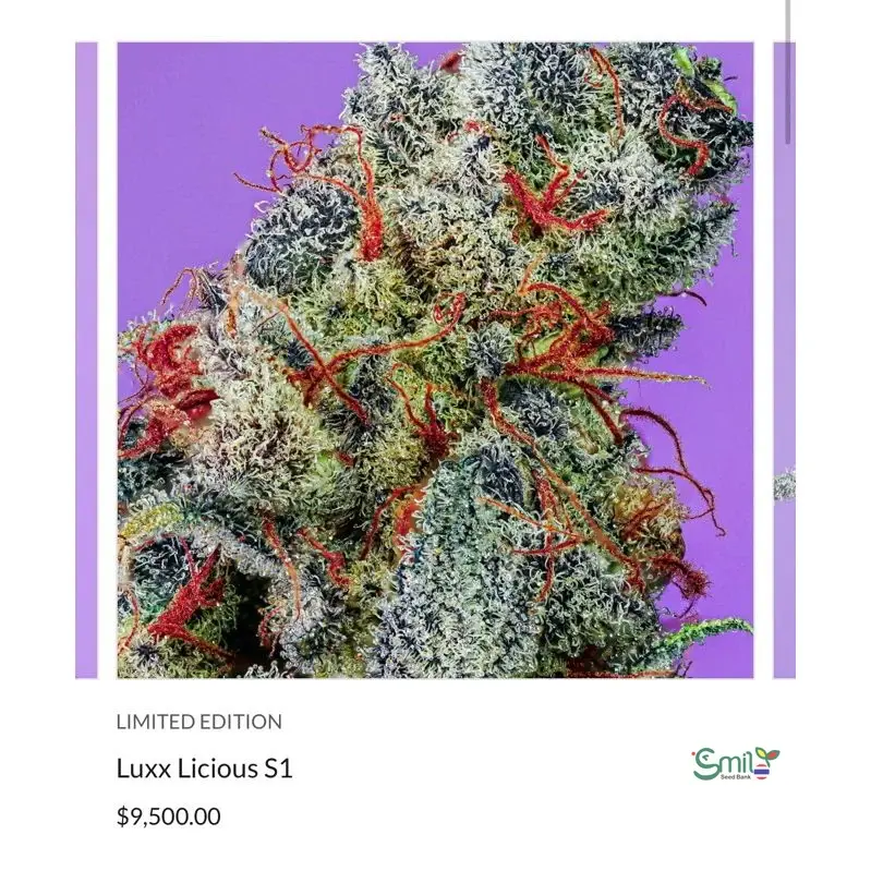 Luxx Licious S1 — 3