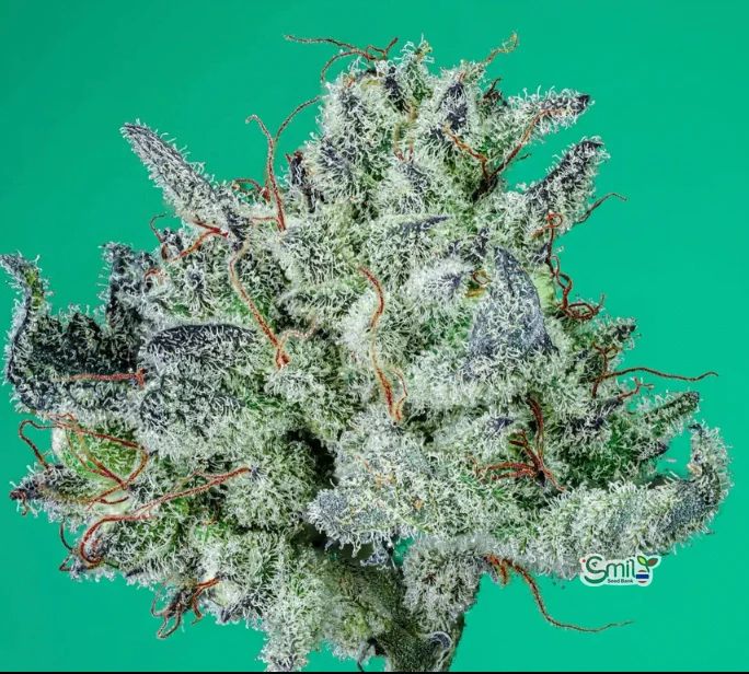 FunFetti Dip S1 — 3