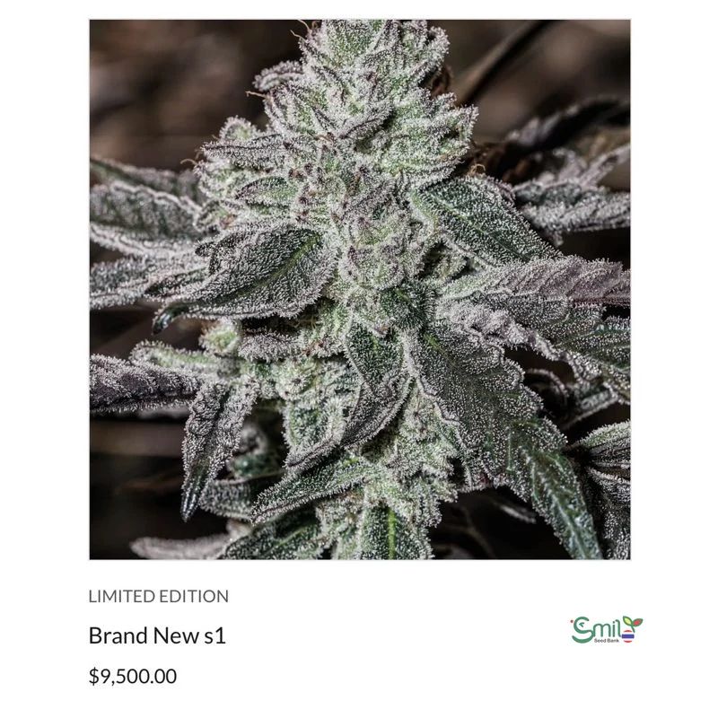Brand New S1 — 3