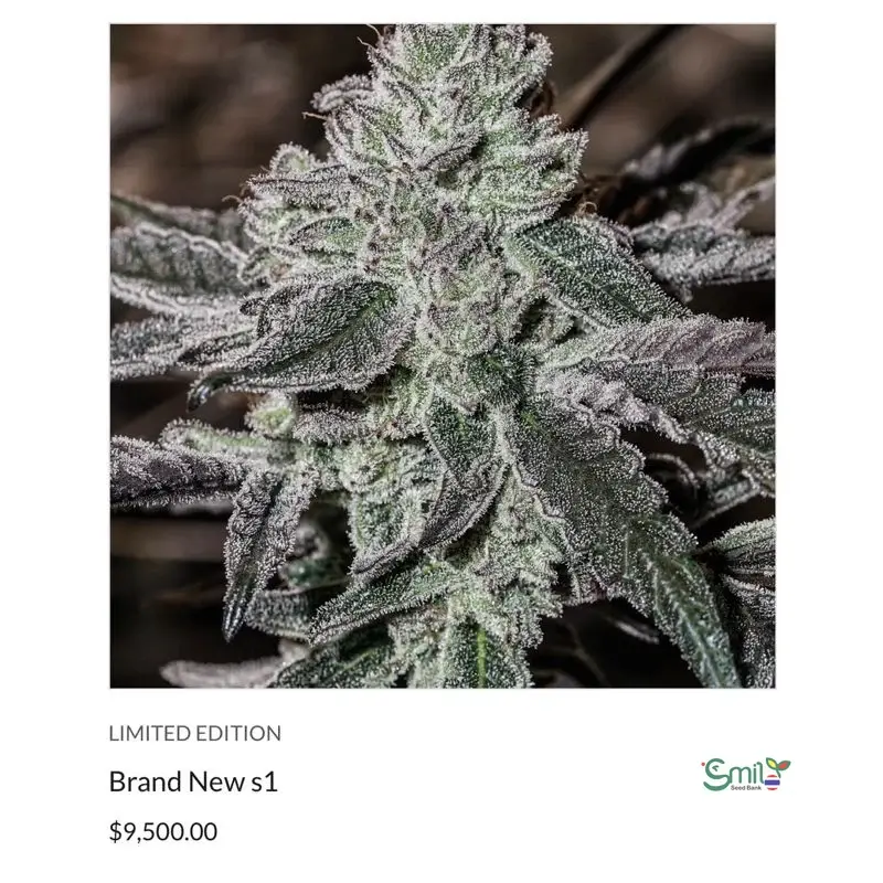 Brand New S1 — 3