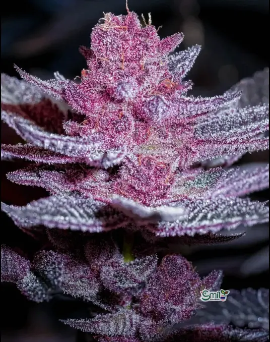 Pink Diamond — 2