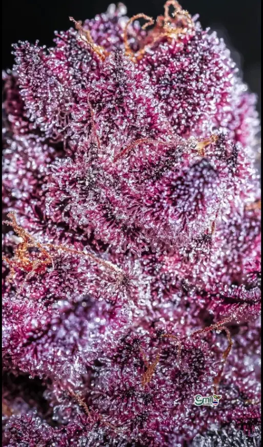 Pink Diamond — 3
