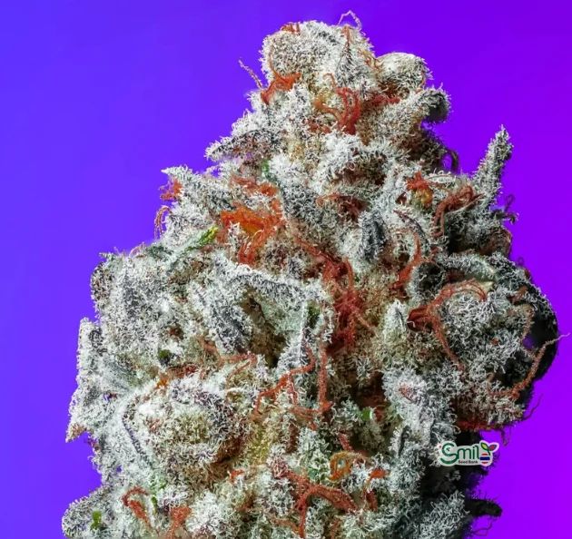 Z-Berry S1