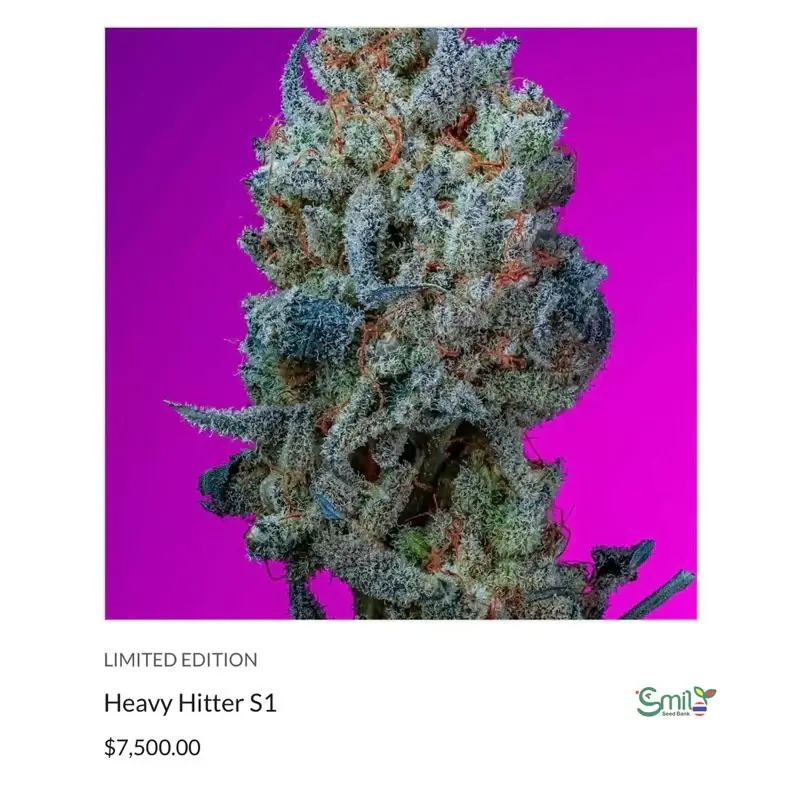Heavy Hitter S1 — 3