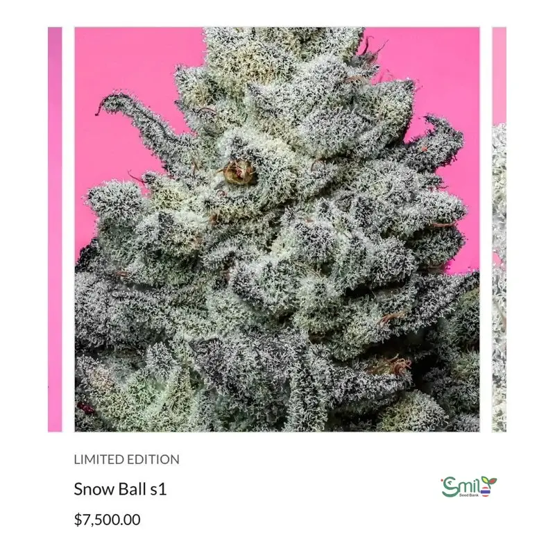 Snow Ball S1 — 5