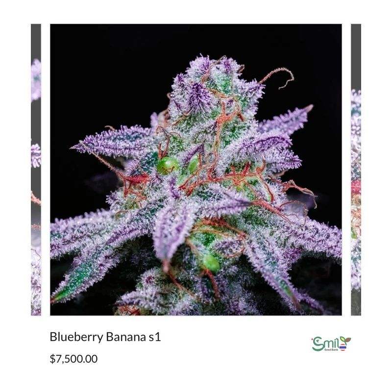 Blueberry Banana S1 — 3