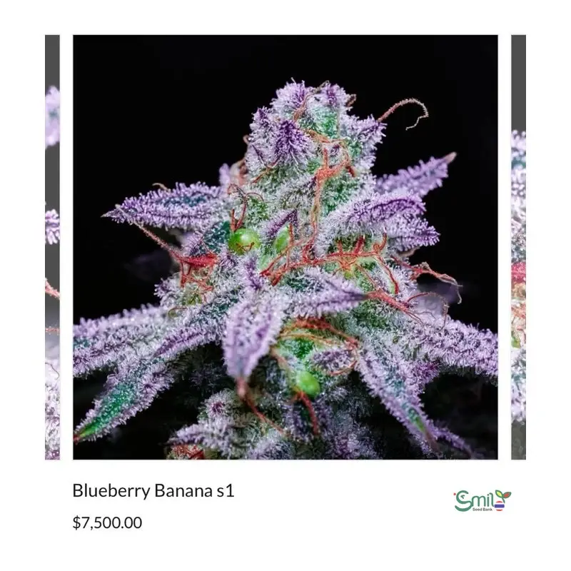 Blueberry Banana S1 — 3