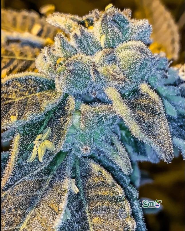 Jungle Cake S1