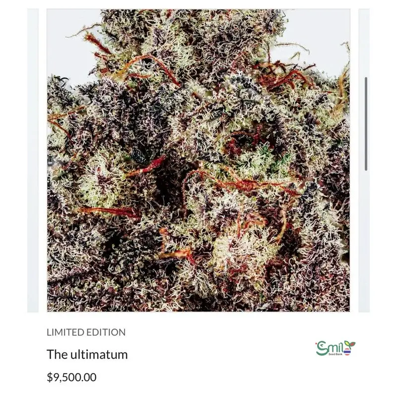 The Ultimatum — 3