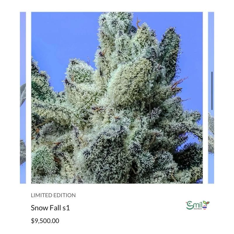 Snow Fall S1 — 3