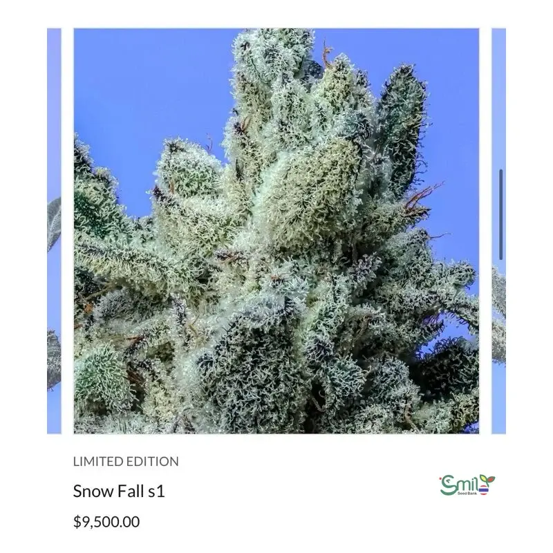 Snow Fall S1 — 3