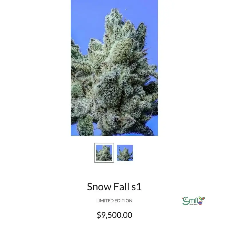 Snow Fall S1 — 5