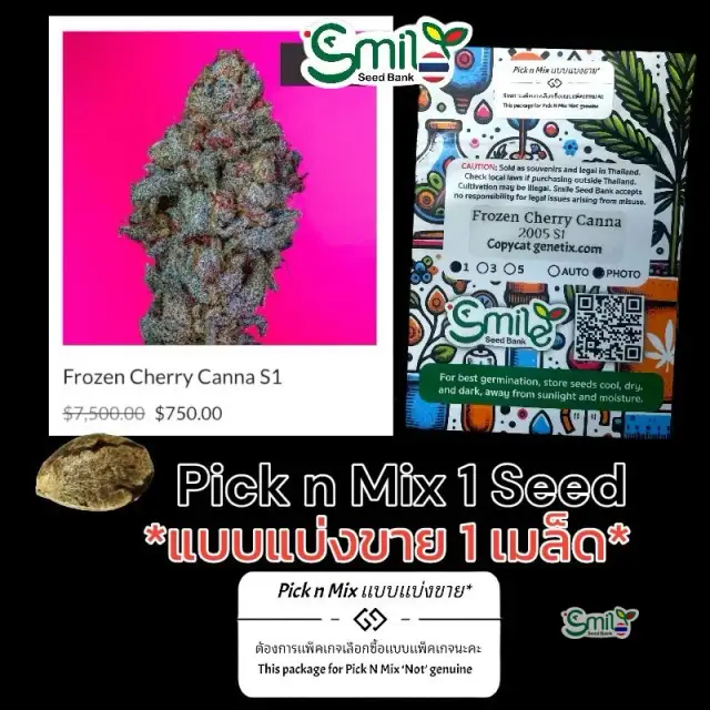 Frozen Cherry Canna S1 — 1