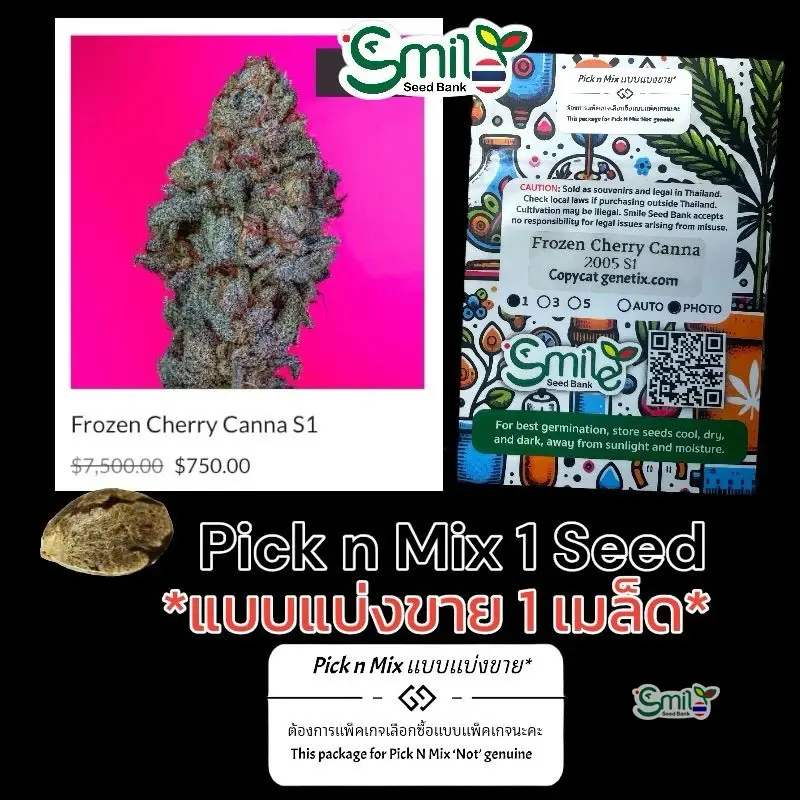 Frozen Cherry Canna S1 — 1