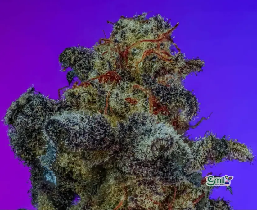 Zoy Sauce S1 — 2