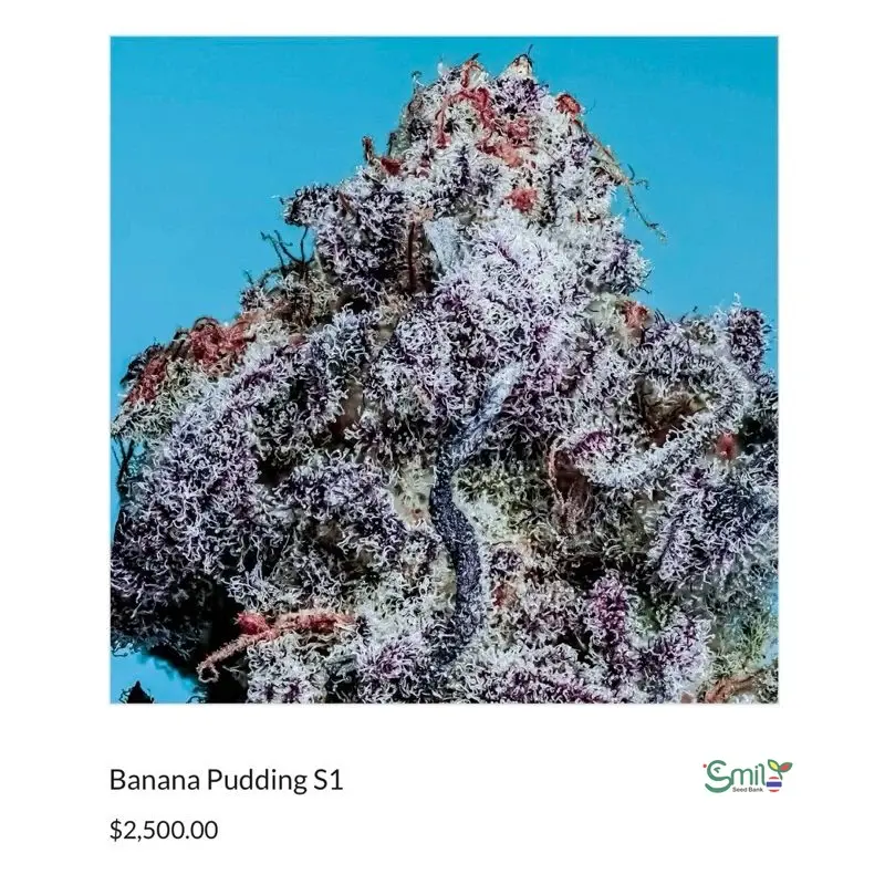 Banana Pudding S1 — 4