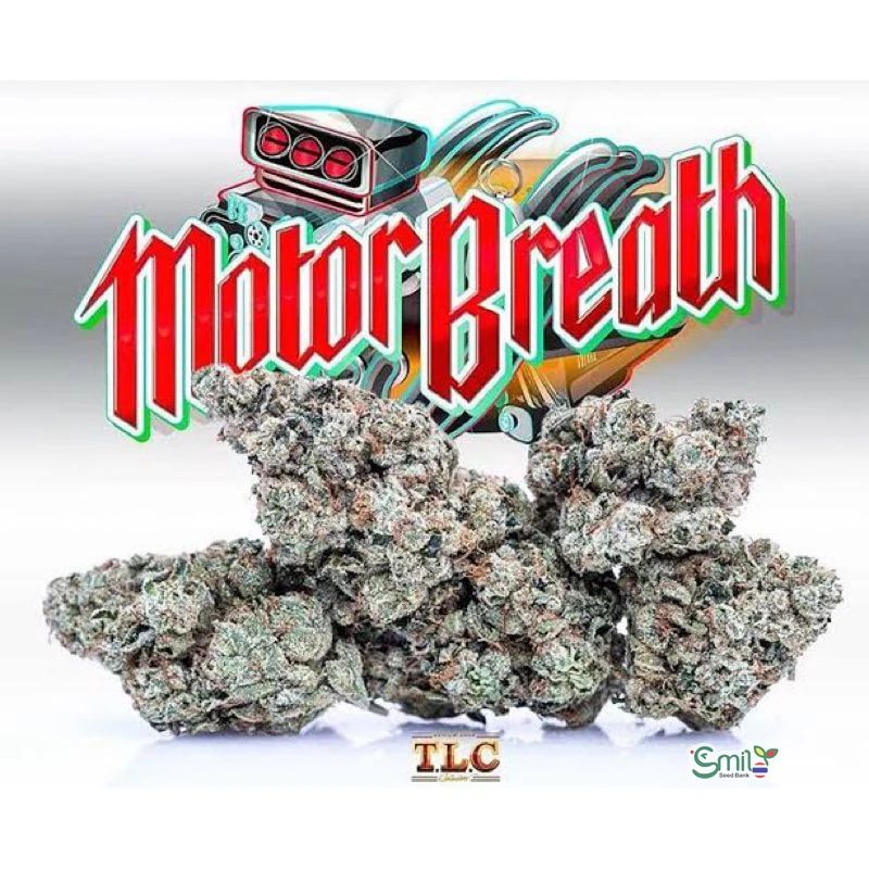 Motorbreath 15 S1