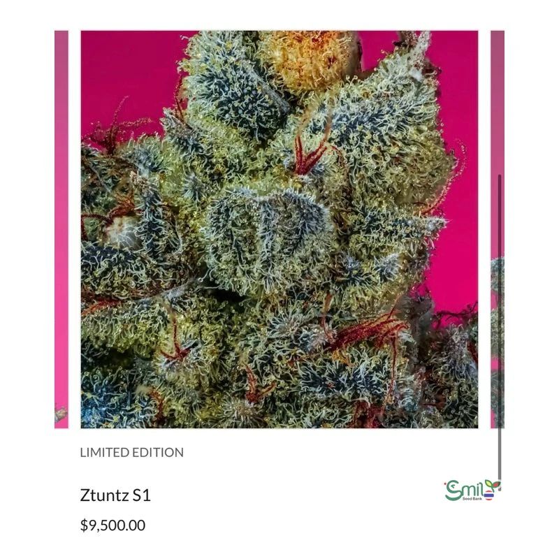 Ztuntz S1 — 3