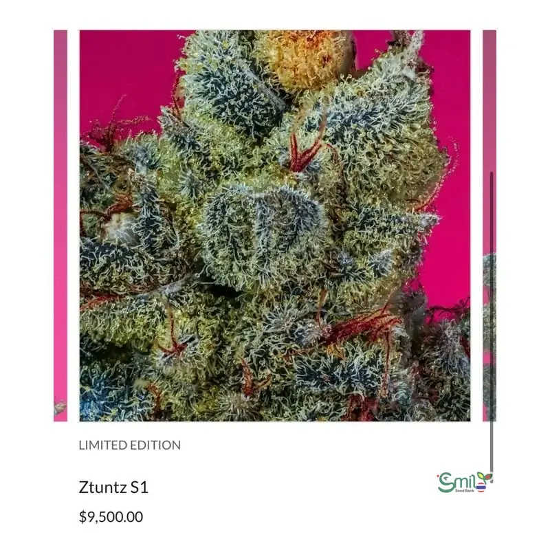 Ztuntz S1 — 3