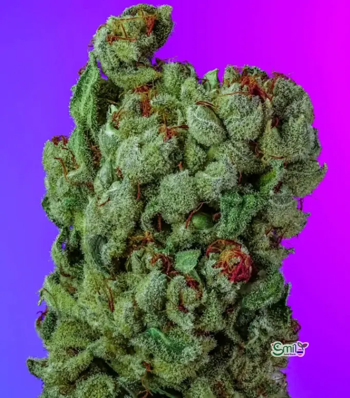 Panama Red 2025 S1 — 2