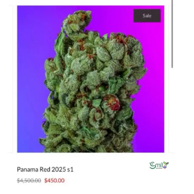 Panama Red 2025 S1 — 5