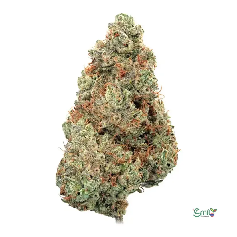 Pineapple Diesel Auto — 2