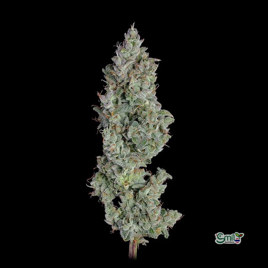 Pineapple Diesel Auto — 3