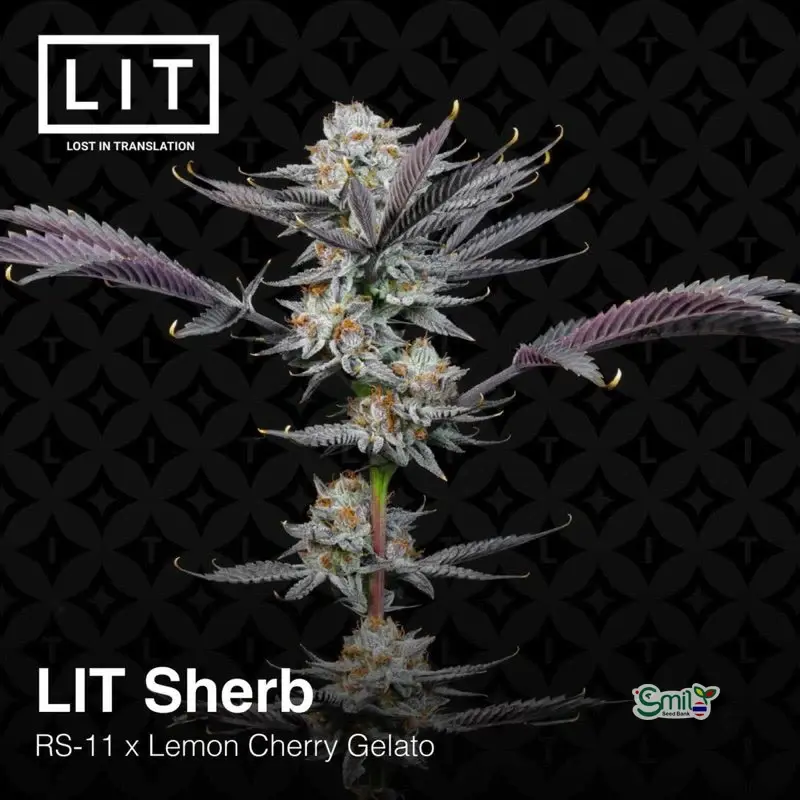 LIT Sherb — 3