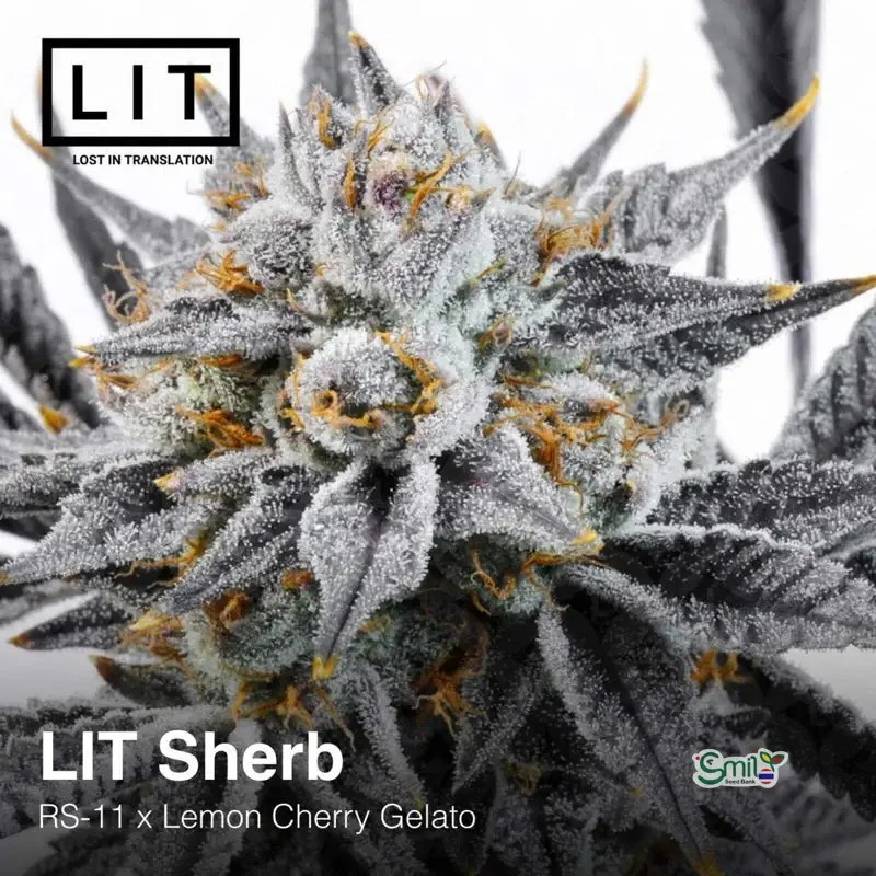 LIT Sherb — 4