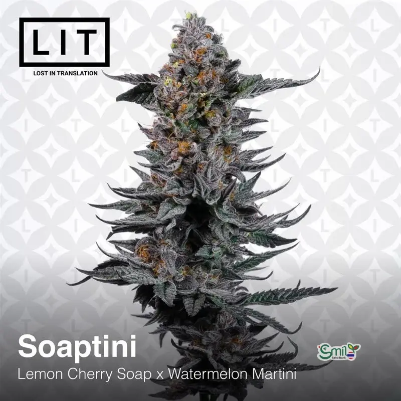 Soaptini — 3